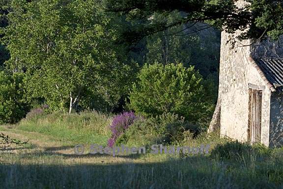 scene near sigonce 2 graphic